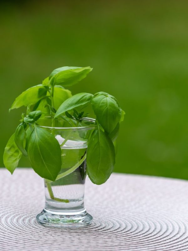 tulsi leaves benefits