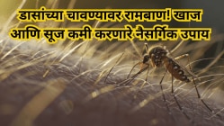 डासांच्या चावण्यावर रामबाण! खाज आणि सूज कमी करणारे नैसर्गिक उपाय