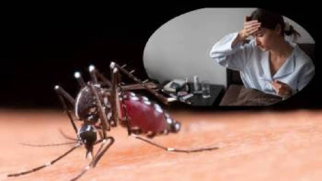 Increase in dengue cases in Pimpri Chinchwad pune print news