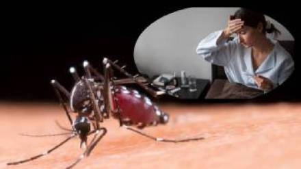 Increase in dengue cases in Pimpri Chinchwad pune print news