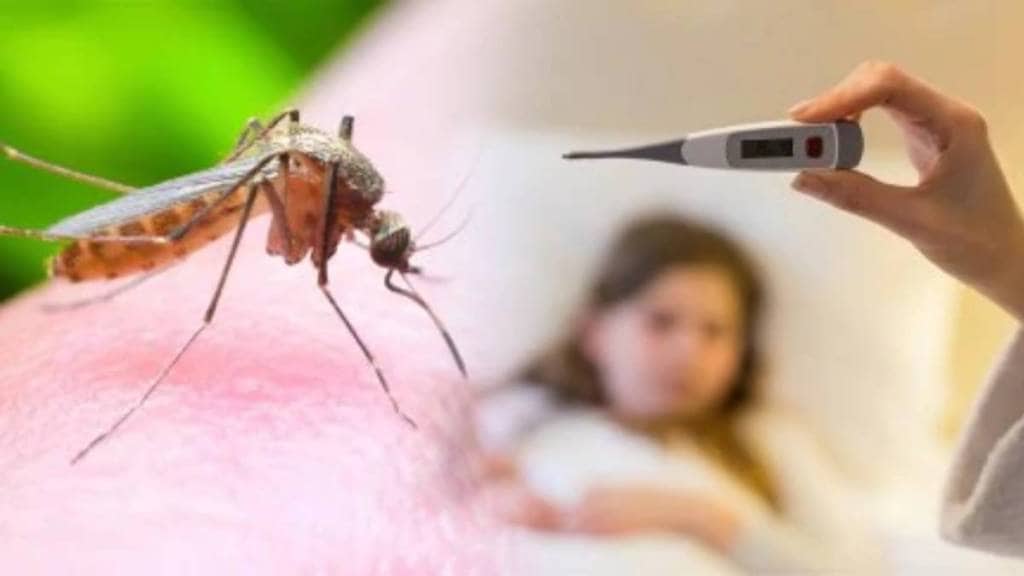 Increase in dengue patients in Nagpur