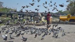 कबुतरांमुळे वाढणाऱ्या आजारांची नवी चिंता! टॉवरमध्ये राहाणारे लोकही श्वसनविकारांनी त्रस्त…