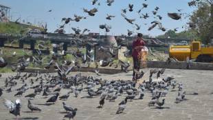 BMC finds no available land in Mumbai pigeon feeding shelters away from residential areas