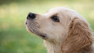 stray dog complaints Nagpur, pet abandonment legal case, IPC Section 291 dog negligence, Nagpur noise pollution birds,