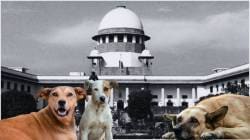 भटक्या कुत्र्यांबाबत राष्ट्रीय धोरण; सर्वोच्च न्यायालयाचे स्पष्टीकरण
