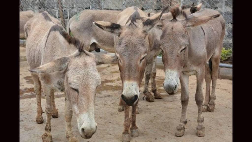 Animal husbandry officers were given lessons in handling donkeys