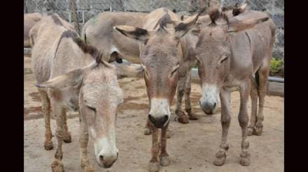 Animal husbandry officers were given lessons in handling donkeys