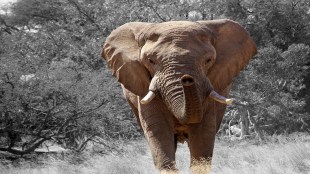 Vantara elephants, Maharashtra wildlife rescue, elephant conservation India, PETA India elephant focus,