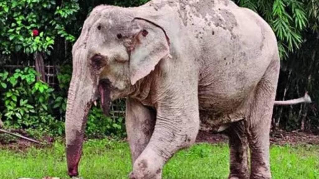 elephant Maniki in Assam