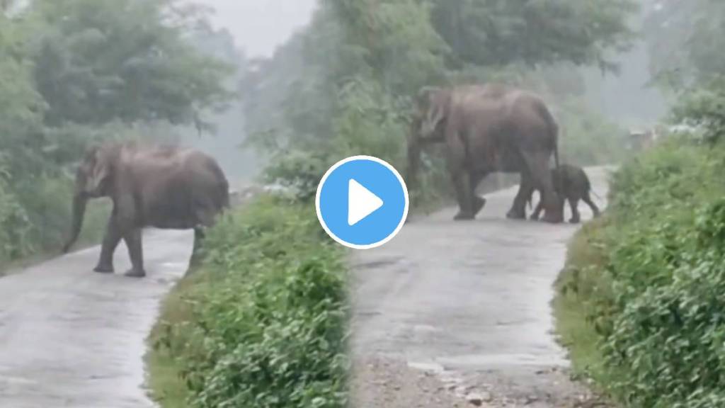 elephant calf first steps viral video