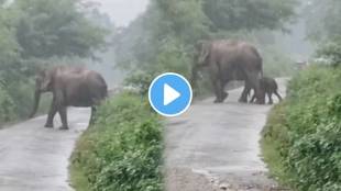 elephant calf first steps viral video