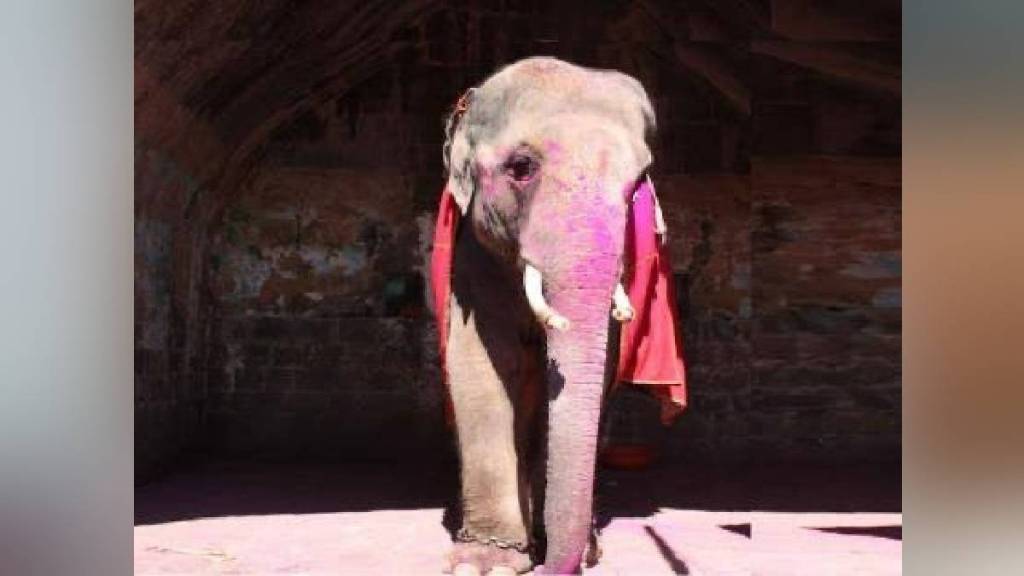 Madhuri elephant of Kolhapur a sunder elephant was released in Banergatta sanctuary in Karnataka
