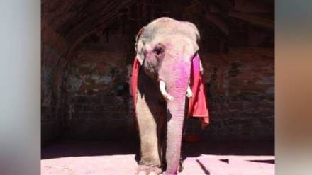 Madhuri elephant of Kolhapur a sunder elephant was released in Banergatta sanctuary in Karnataka