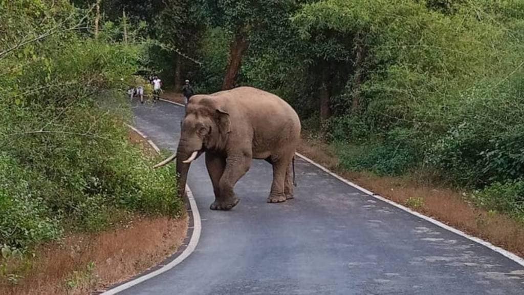 elephants killed in train accidents