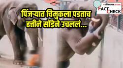 माणसांनाही लाजवलं! पिंजऱ्यात चिमुकला पडताच हत्तीने सोंडेने उचललं; पण ‘या’ VIDEO चं सत्य वाचून तुम्हीही व्हाल शॉक