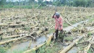Farmers are suffering due to technical difficulties in the e Pik Pahani app