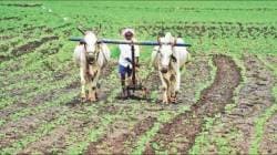 नगर जिल्ह्यातील ५२ टक्के शेतकऱ्यांची ‘ॲग्रीस्टॅक’ ओळखपत्रासाठी नोंदणी