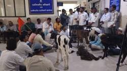 शेतकऱ्यांचे भाकड जनावरांसह संगमनेरमध्ये ठिय्या आंदोलन