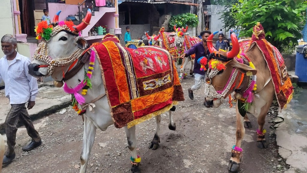 farmers celebrate pola with spirit despite adverse conditions in jalgaon