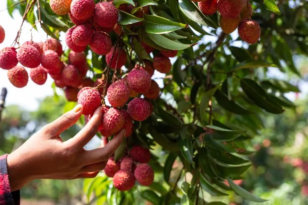 lichi