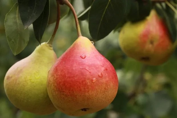 pear