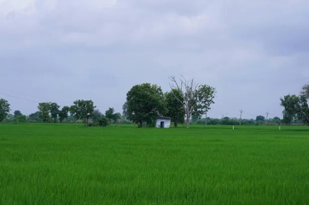 Monsoon season is a treat for the senses - cool winds, fresh greenery all around and tasty seasonal fruits that are as healthy as they are delicious. Nature gives us special fruits during this time that not only please our taste buds but also help strengthen our immunity. They protect us from colds, flu and other seasonal infections, while keeping us fresh, active, and healthy even in unpredictable weather. Here are 10 popular monsoon fruits you should add to your diet for natural immunity and overall wellness.
