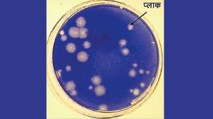 felix d herelle discovered bacteriophages that attack bacteria like cholera and e coli marathi article