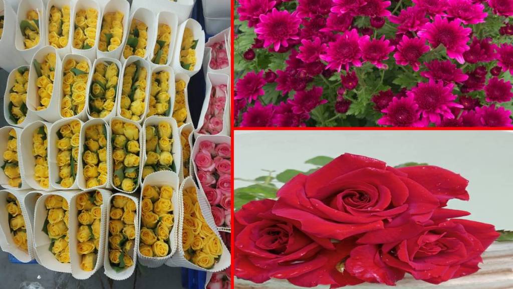 Flower production declined by 30 percent and flower prices increased in the market Kolhapur news