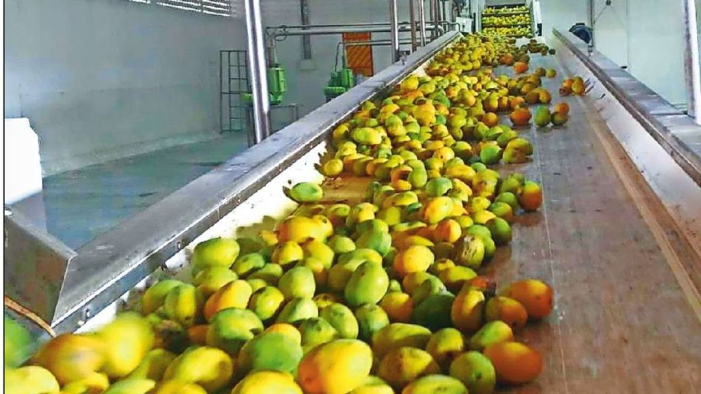how fruit processing can boost rural economy and prevent post harvest losses changing agriculture in india