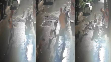 A gang of dogs attacked a young man in Pimpri