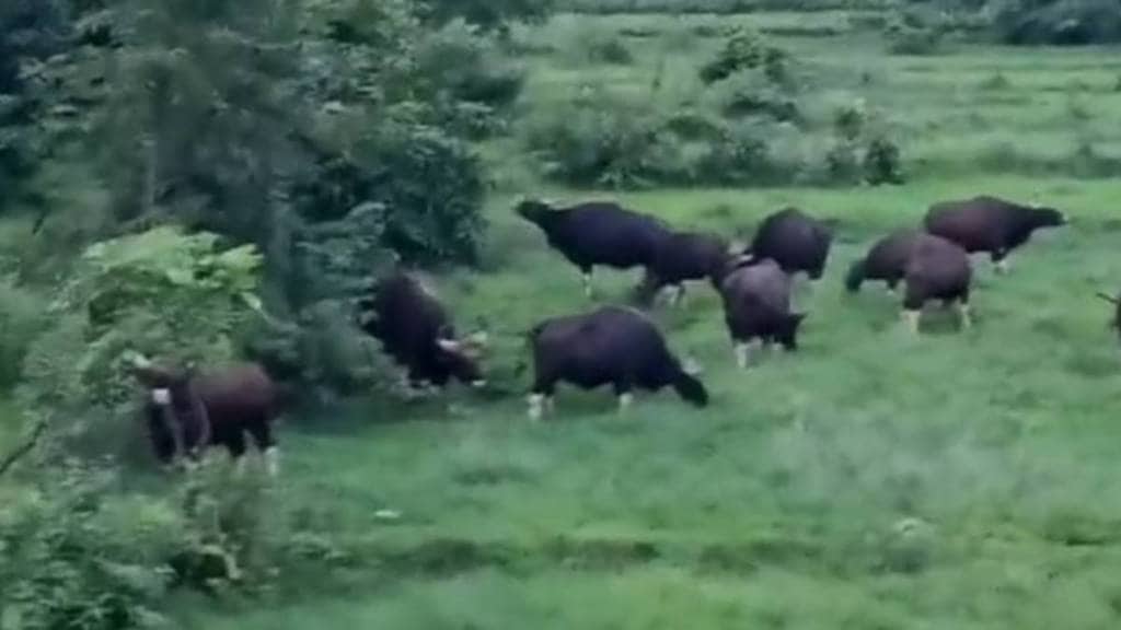 Sindhudurg district under threat from wild animals