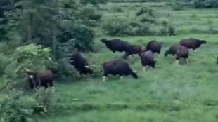 Sindhudurg district under threat from wild animals