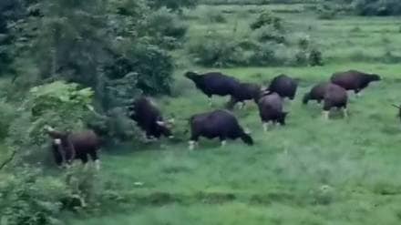 Sindhudurg district under threat from wild animals