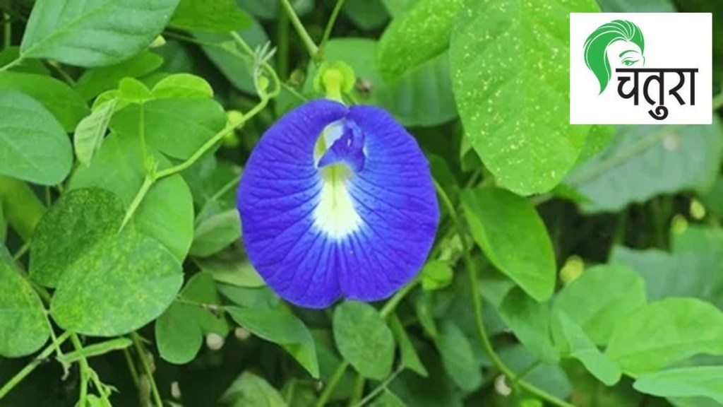 Independence Day school program, eco-friendly gift ideas, environmental education for kids,