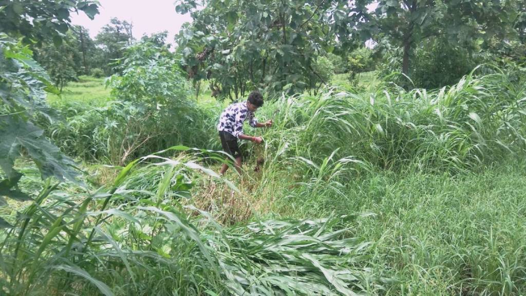 Green fodder providing seasonal employment
