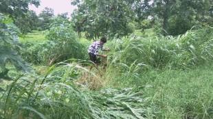 Green fodder providing seasonal employment