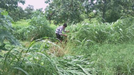 Green fodder providing seasonal employment