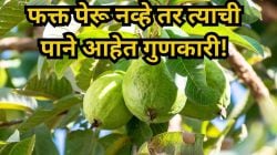 “कोण म्हणतं पेरूची फक्त फळं उपयुक्त आहेत? पेरूच्या पानांत दडलेय आरोग्याचं गुपित