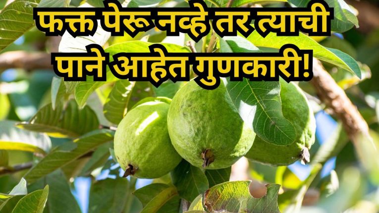 “कोण म्हणतं पेरूची फक्त फळं उपयुक्त आहेत? पेरूच्या पानांत दडलेय आरोग्याचं गुपित