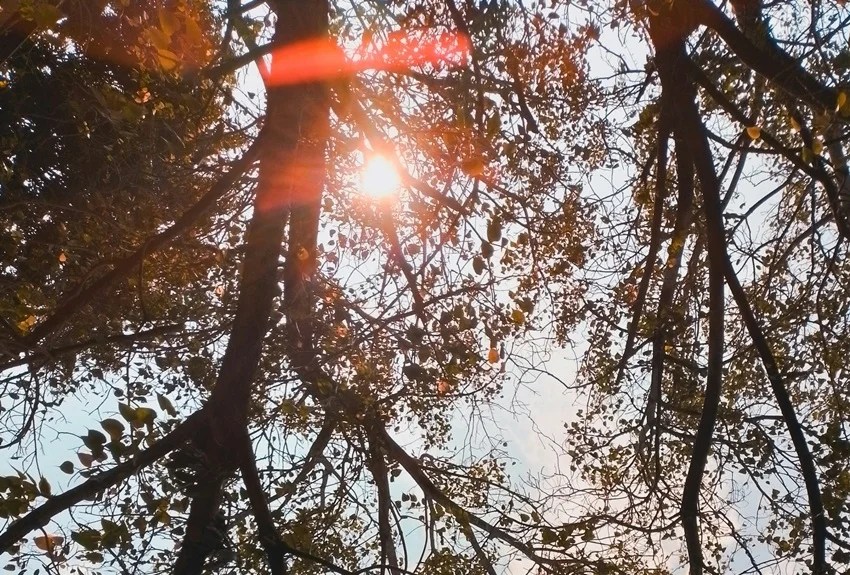 peepal tree beliefs vs science why sleeping beneath it at night is risky