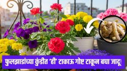 तुमच्या फुलझाडांच्या कुंडीत ‘ही’ स्वयंपाकघरातील टाकाऊ गोष्ट टाकून बघाच जादू! सुंदर फुलांनी बहरेल तुमची बाल्कनी, वाचवा पैसे