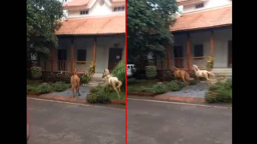 Kolhapur rest house witness surprising moment as horses breach security during ajit pawar's stay