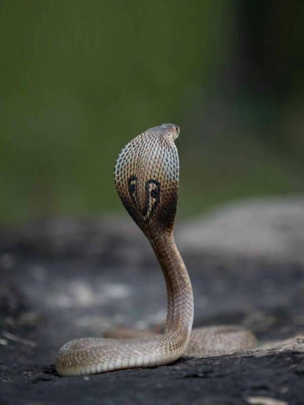 how many years do snakes live