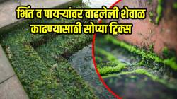पावसाळ्यात भिंती आणि पायऱ्यांवर शेवाळं वाढलंय? फॉलो करा फक्त ‘या’ ३ ट्रिक्स, लगेच होईल साफ