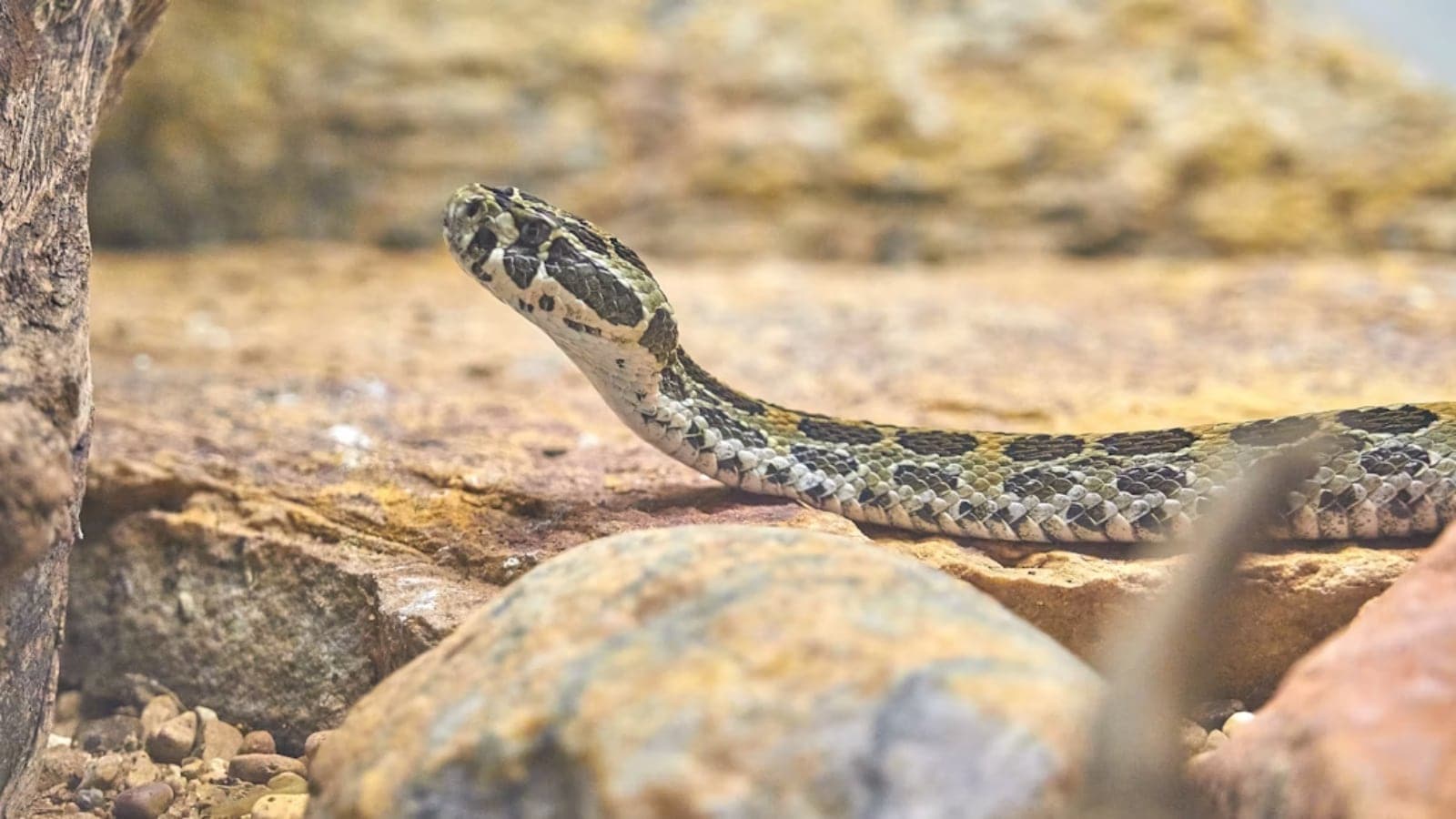 snakes, dreams