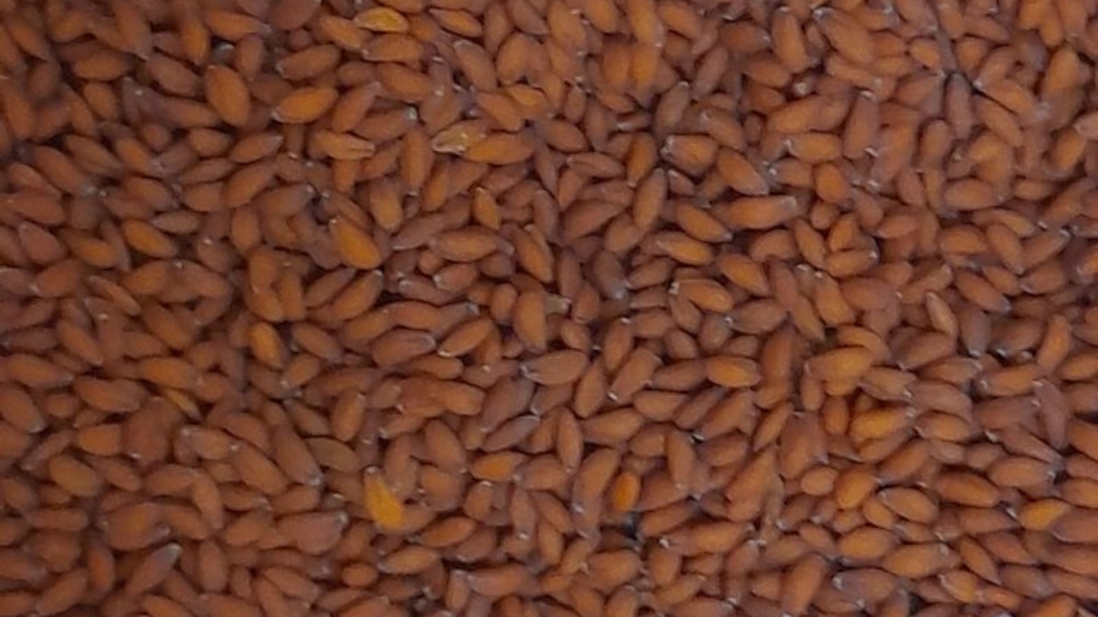 health, seeds