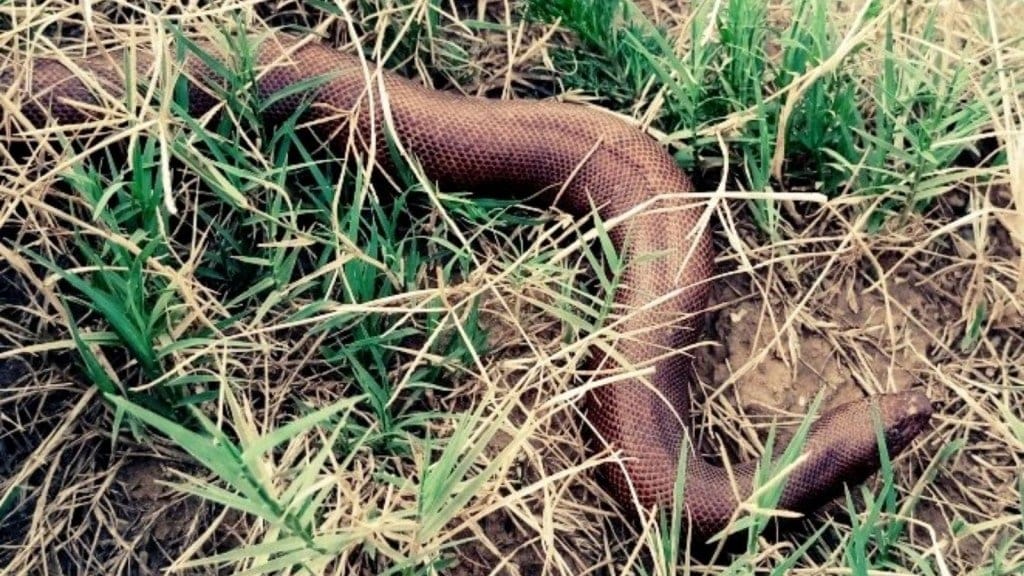 Two mouth snake, red sand boa snake interesting facts