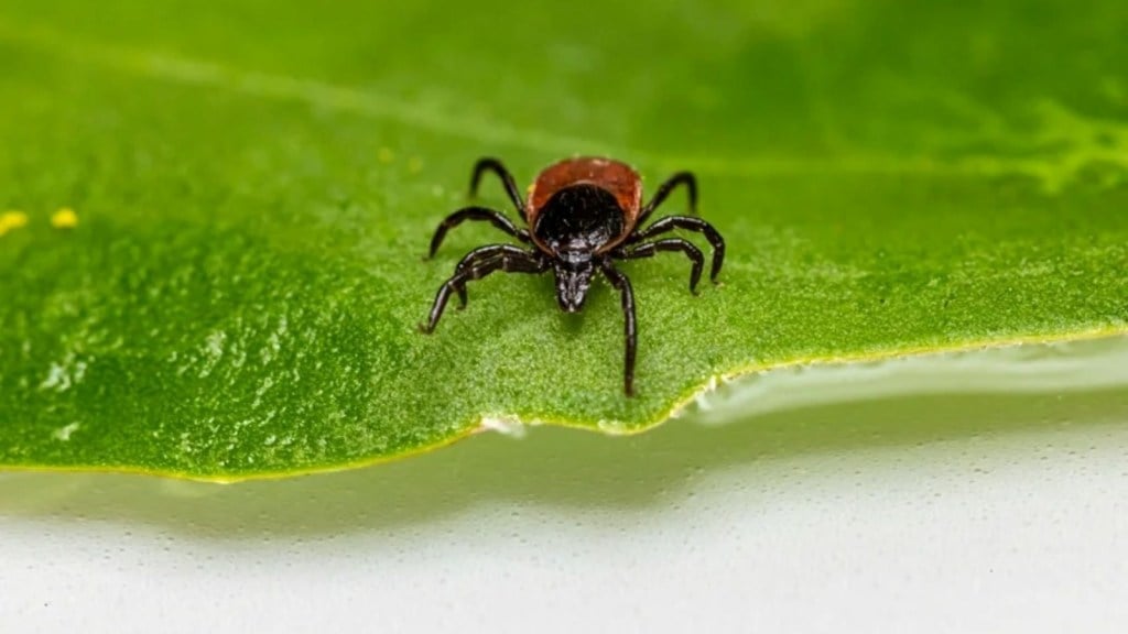 Insect