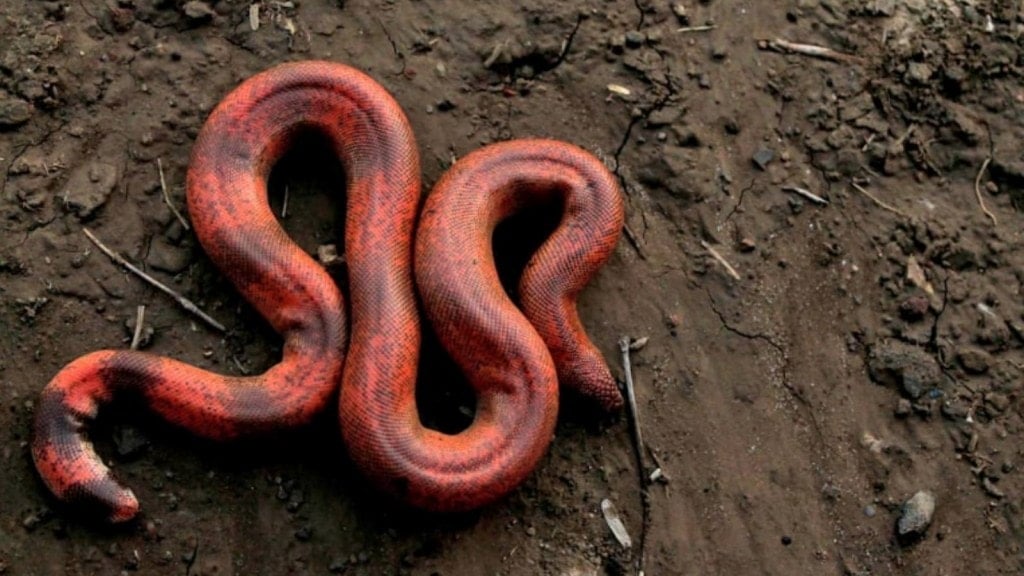 Bizarre News Photos