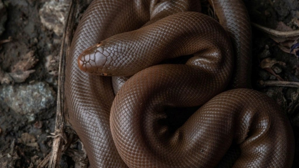 Wildlife trafficking